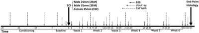 Sexual Dimorphism in Lesion Size and Sensorimotor Responses Following Spinal Cord Injury